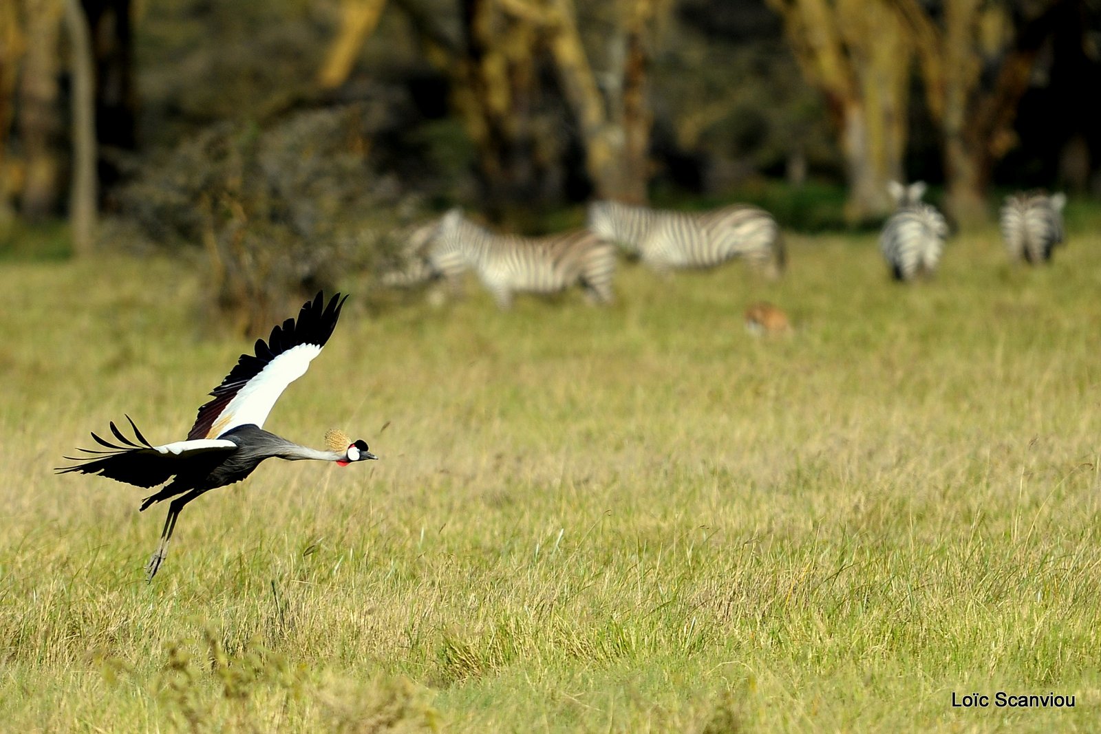 Grue couronnée/Grey-crowned Crane (1)