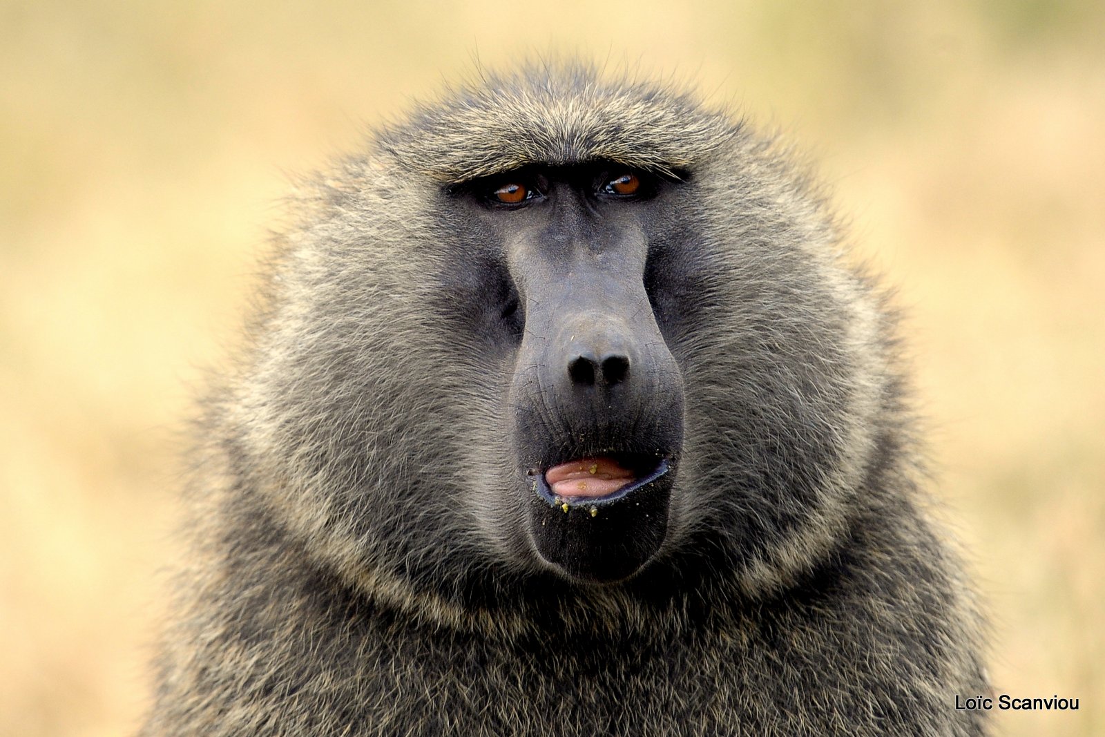 Babouin/Baboon (7)