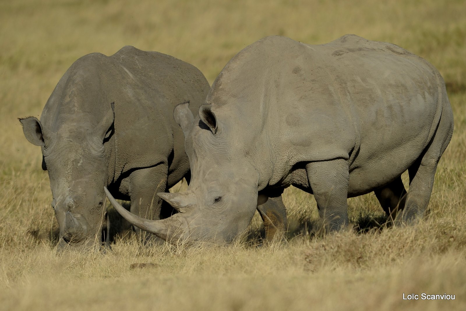 Rhinocéros blanc/White Rhino (14)