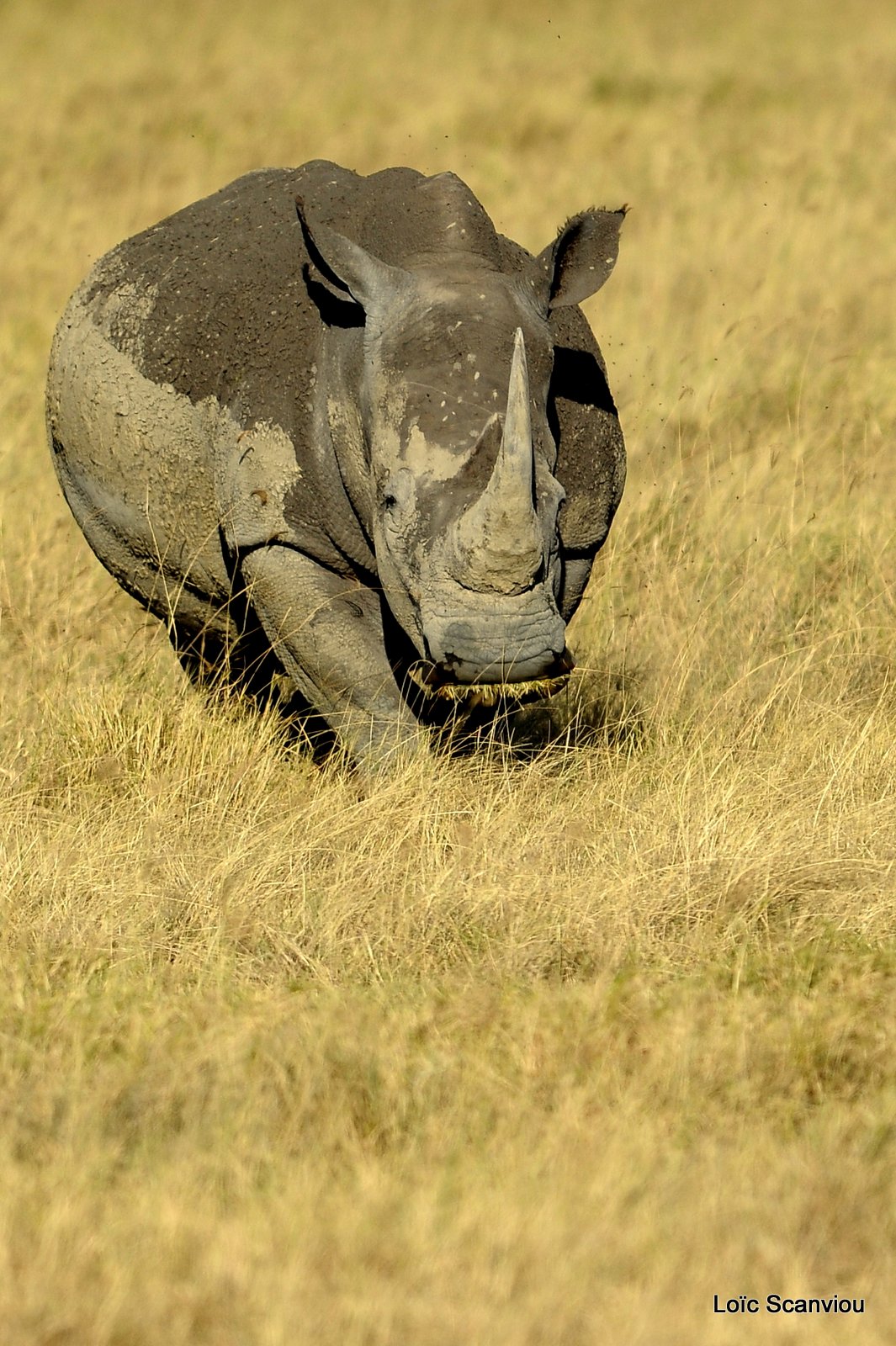 Rhinocéros blanc/White Rhino (17)