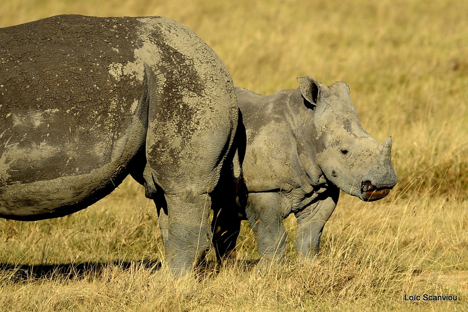 Rhinocéros blanc/White Rhino (18)