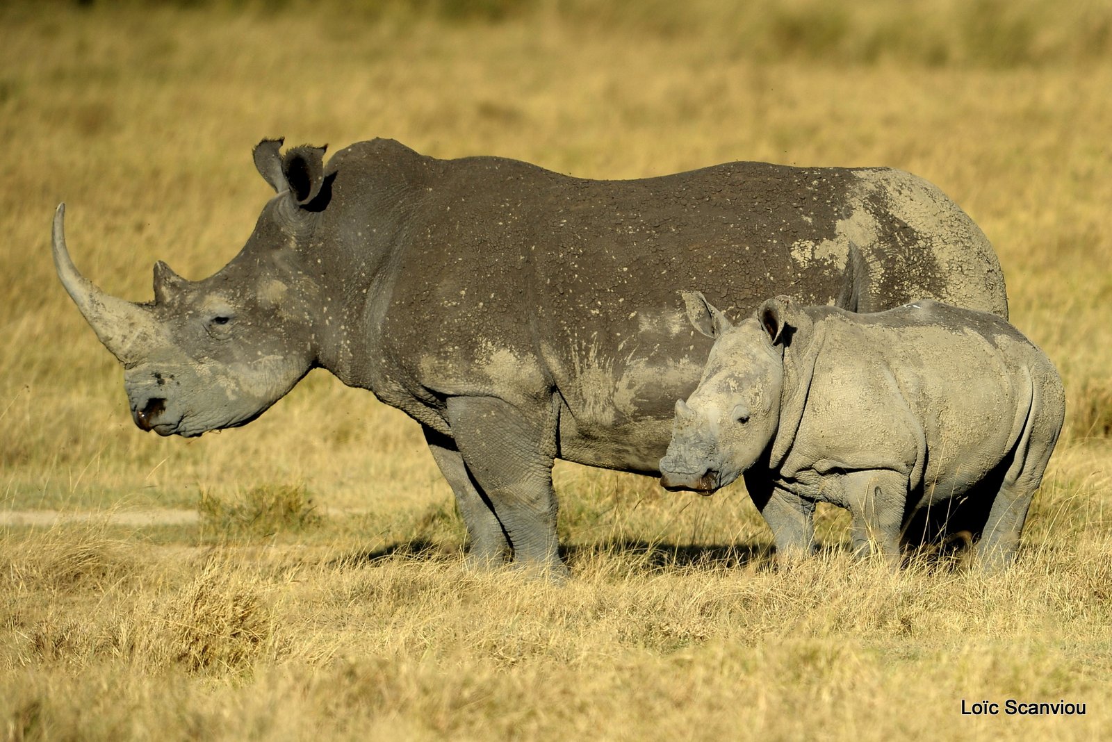 Rhinocéros blanc/White Rhino (19)