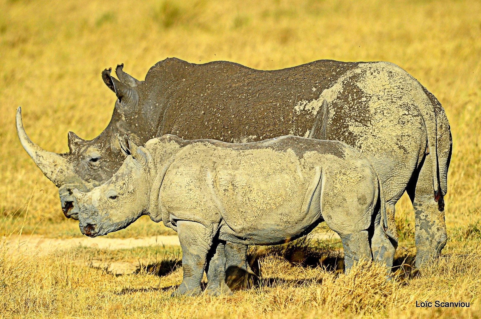 Rhinocéros blanc/White Rhino (20)