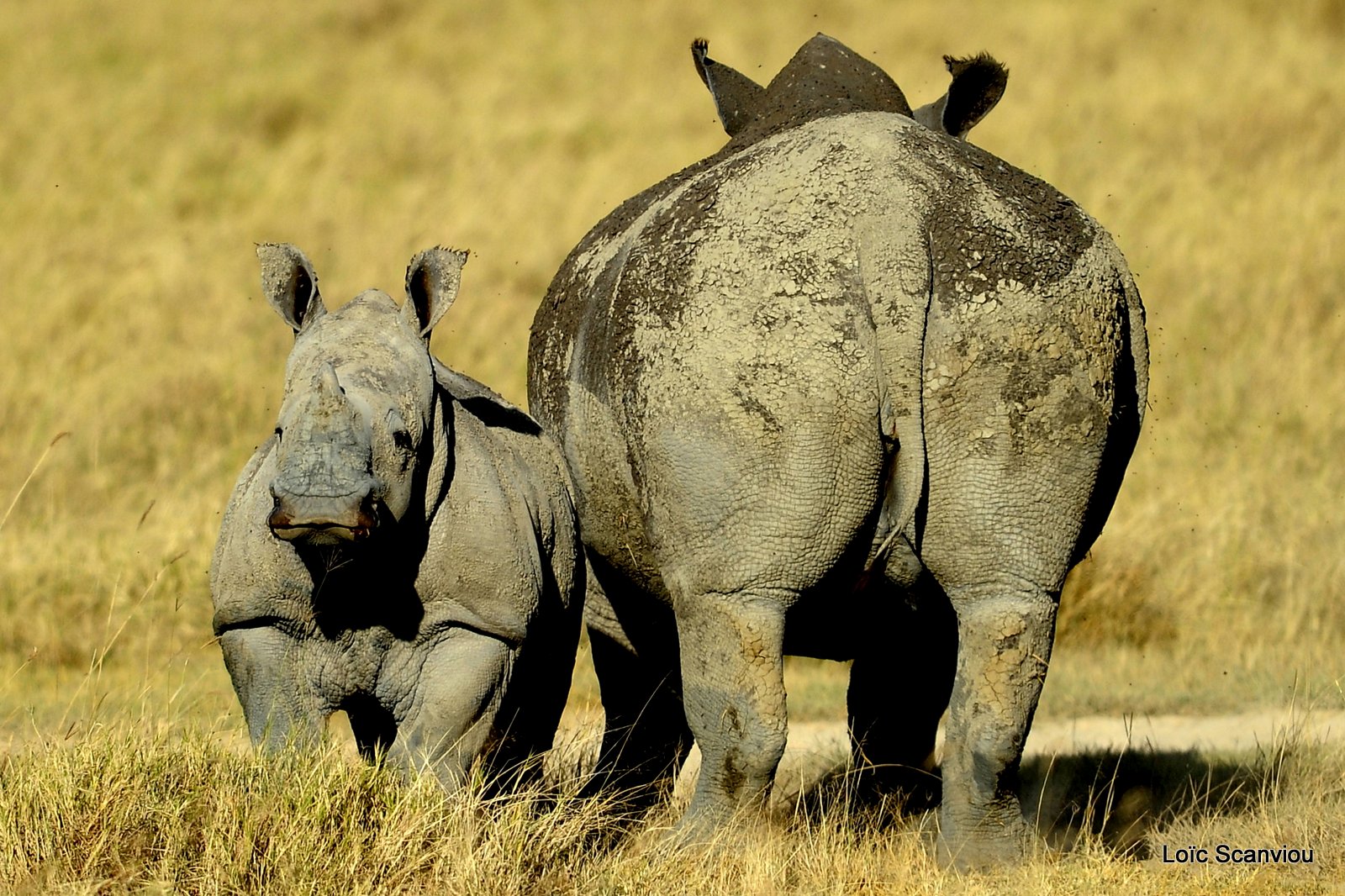 Rhinocéros blanc/White Rhino (21)
