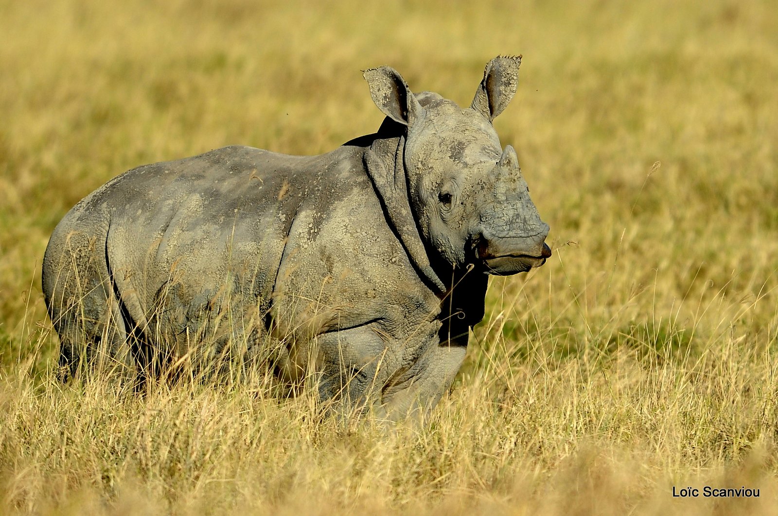 Rhinocéros blanc/White Rhino (23)