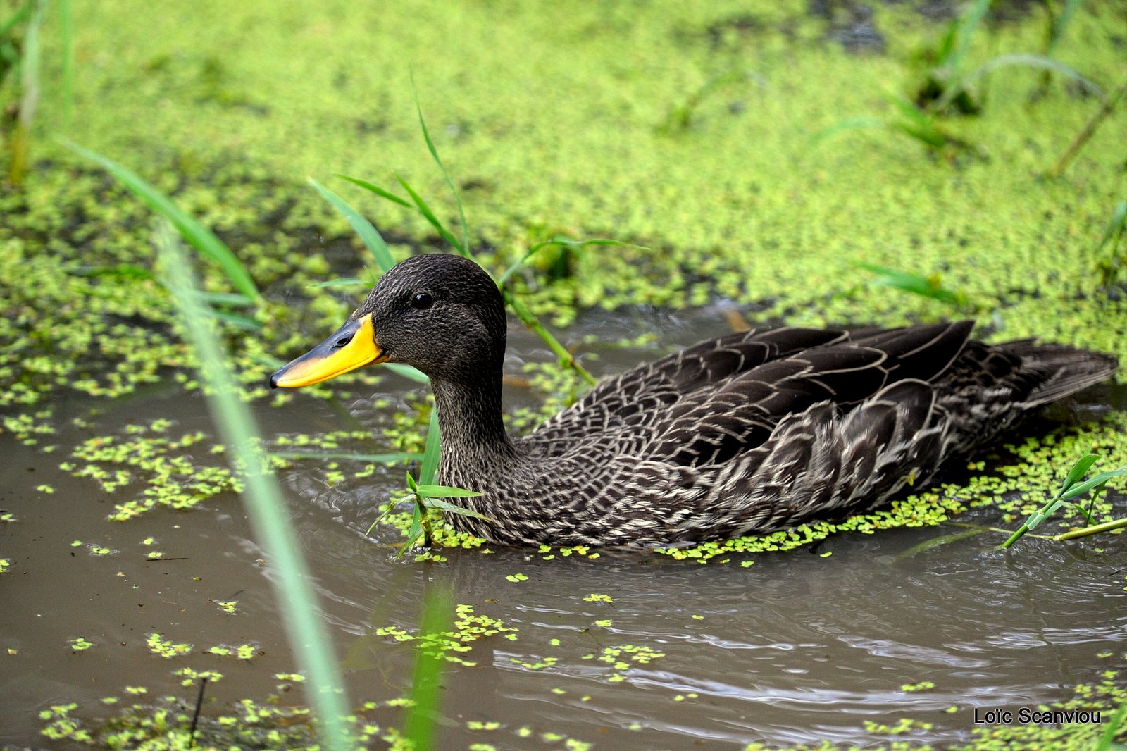 Canard à bec jaune/Yellow-billed Duck (1)