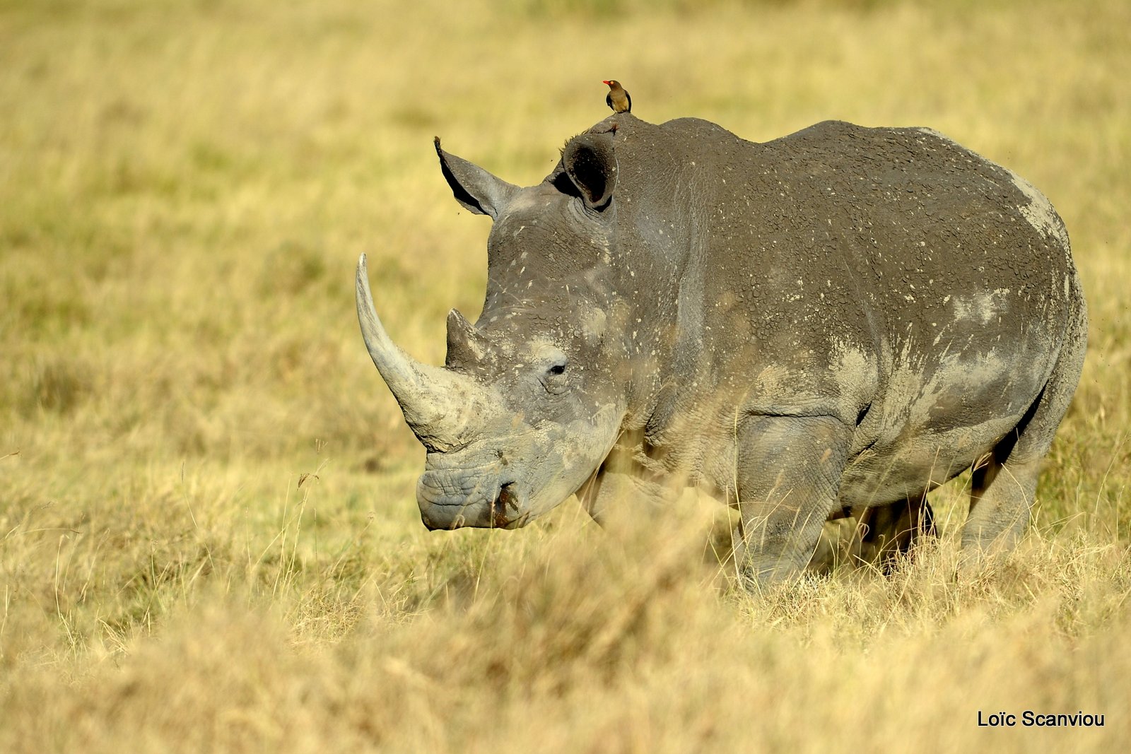 Rhinocéros blanc/White Rhino (24)