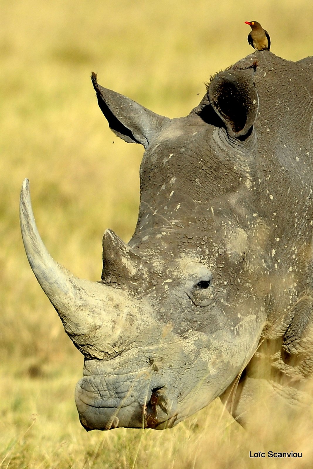 Rhinocéros blanc/White Rhino (25)