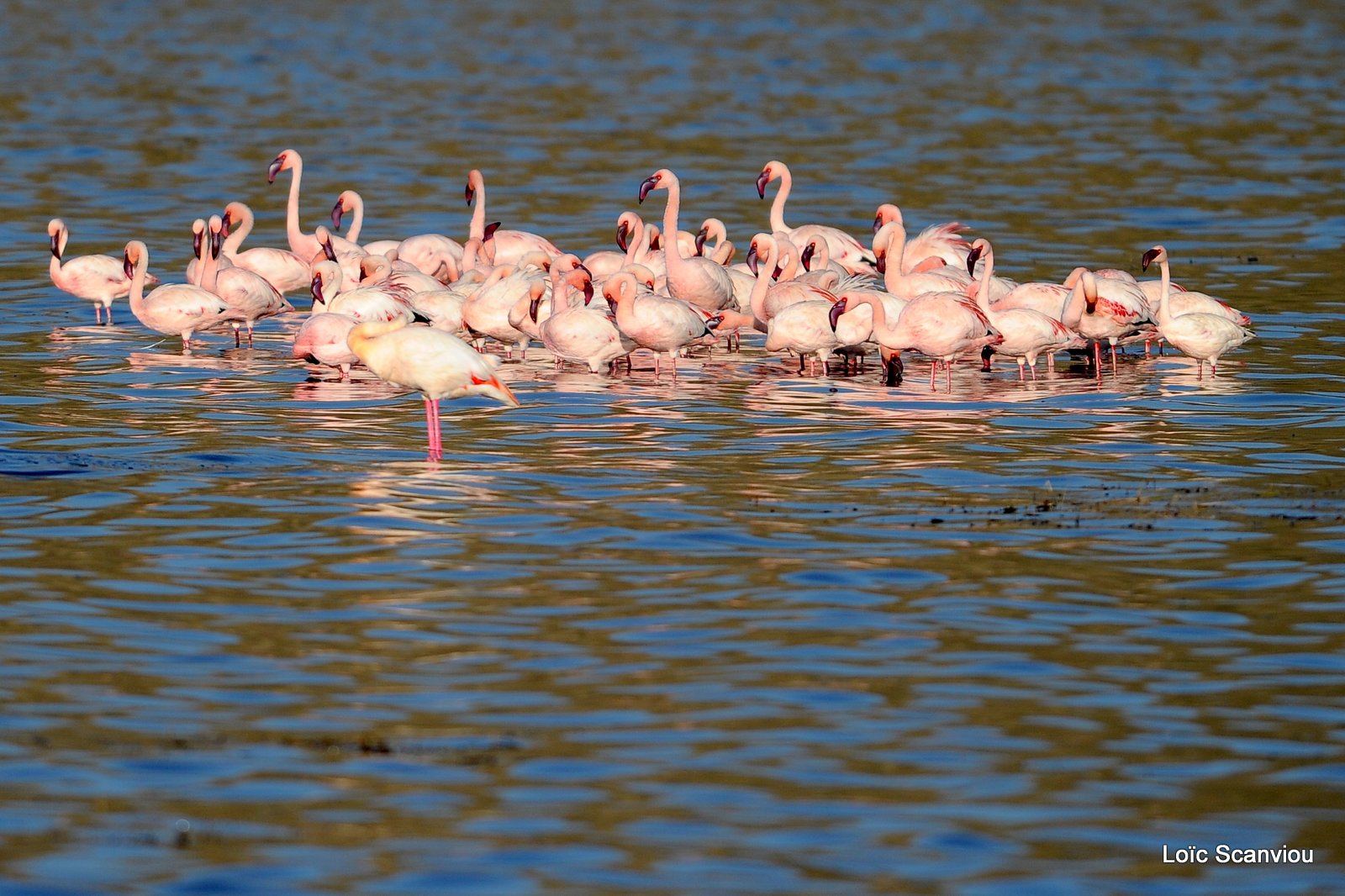 Flamants roses/Flamingoes (1)