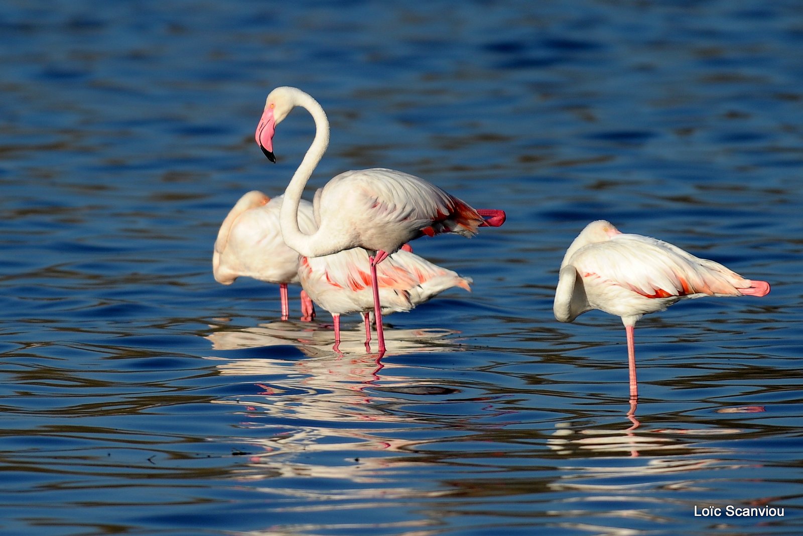 Flamants roses/Flamingoes (2)