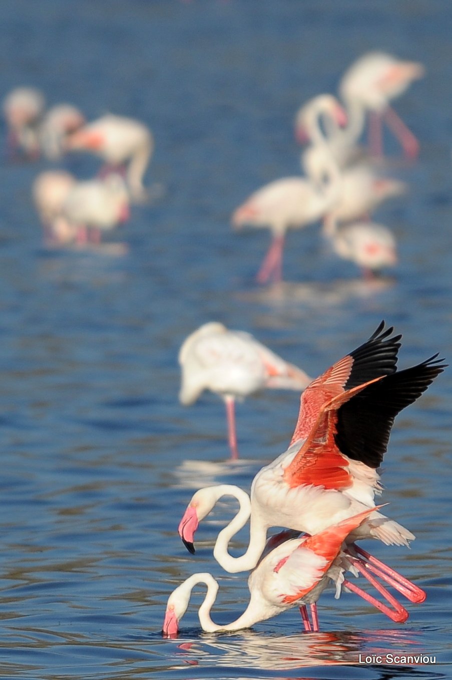 Flamants roses/Flamingoes (3)