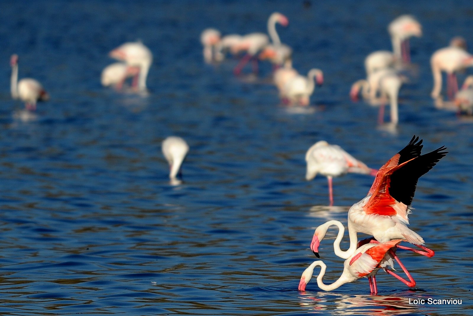 Flamants roses/Flamingoes (4)