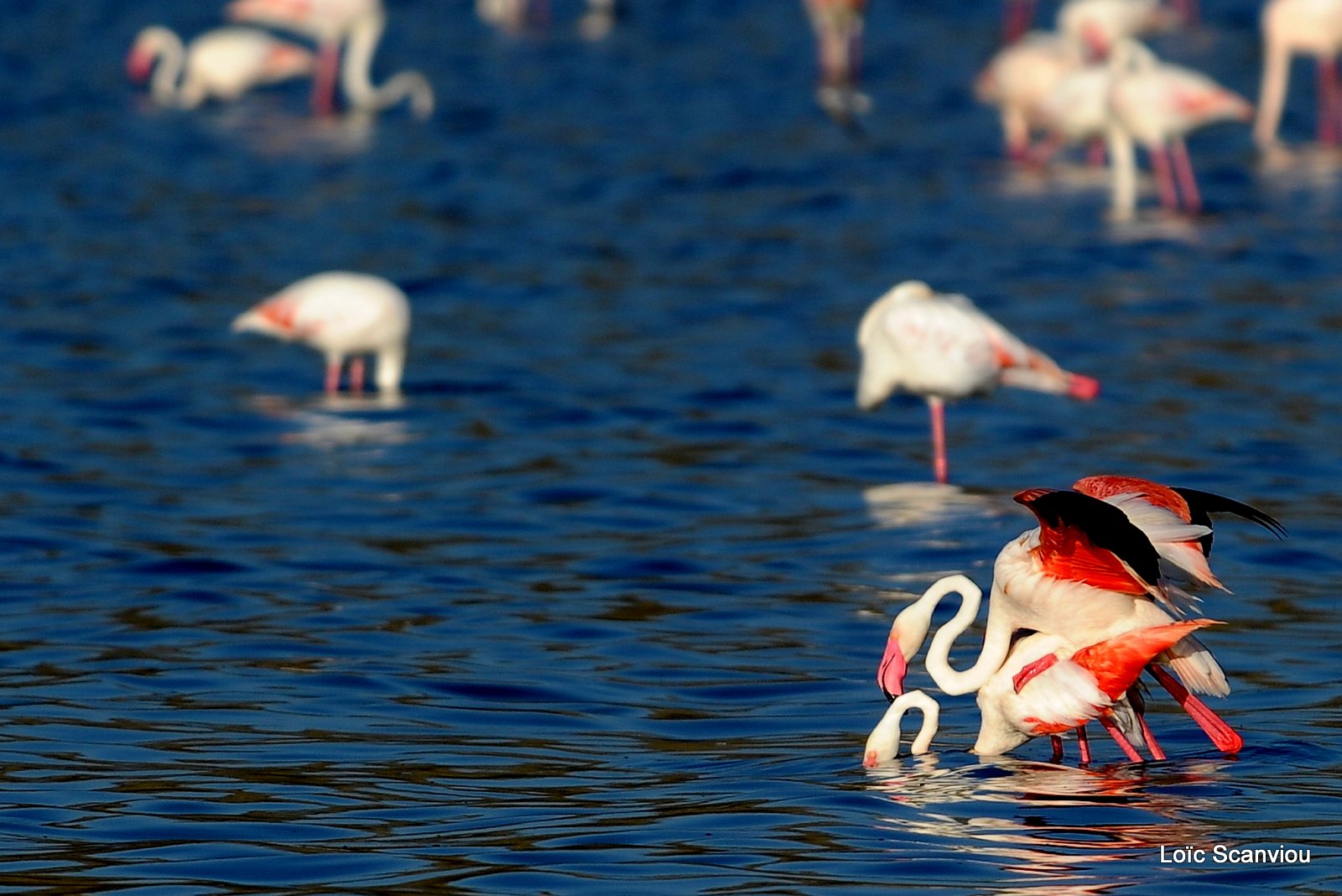 Flamants roses/Flamingoes (5)