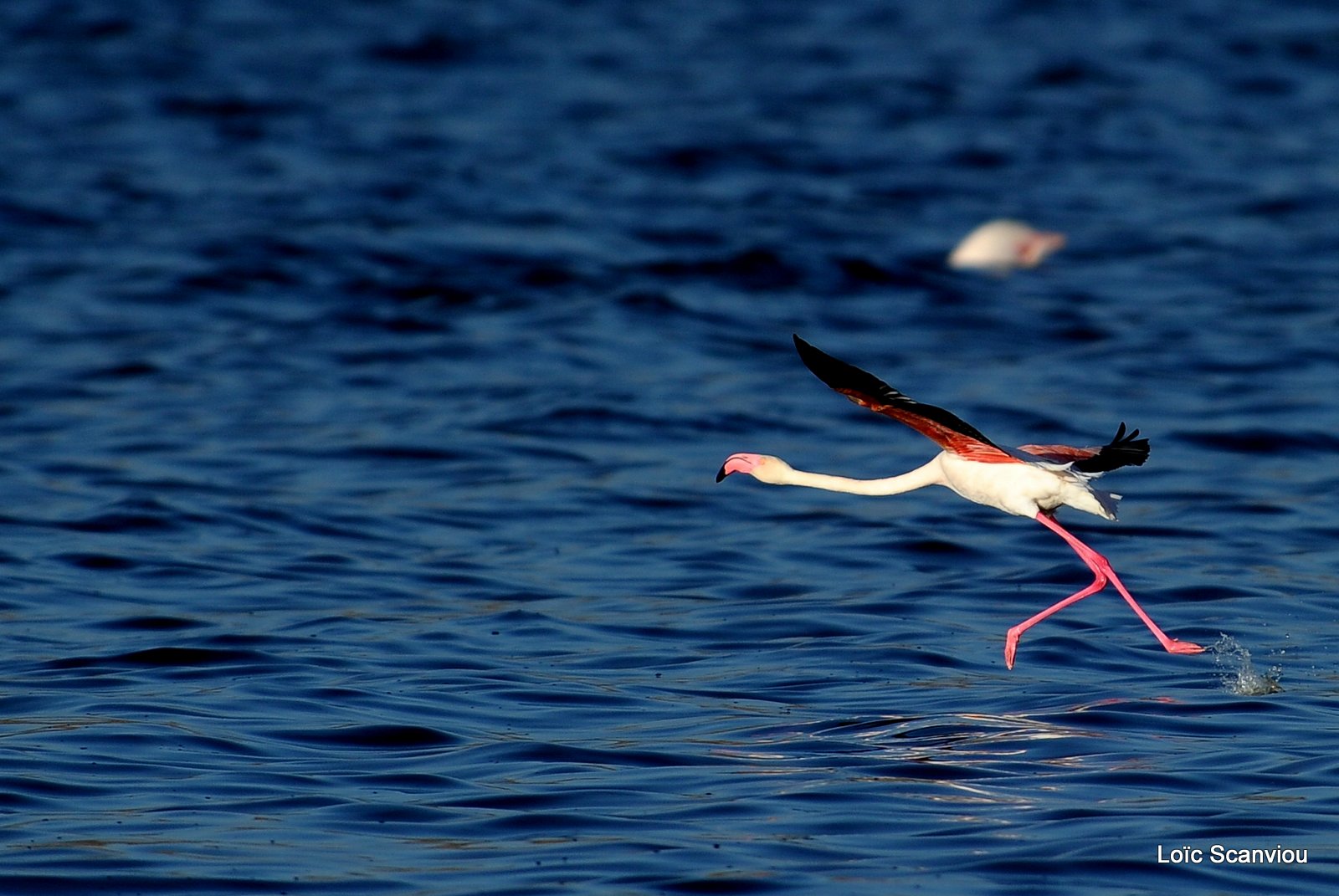 Flamants roses/Flamingoes (6)