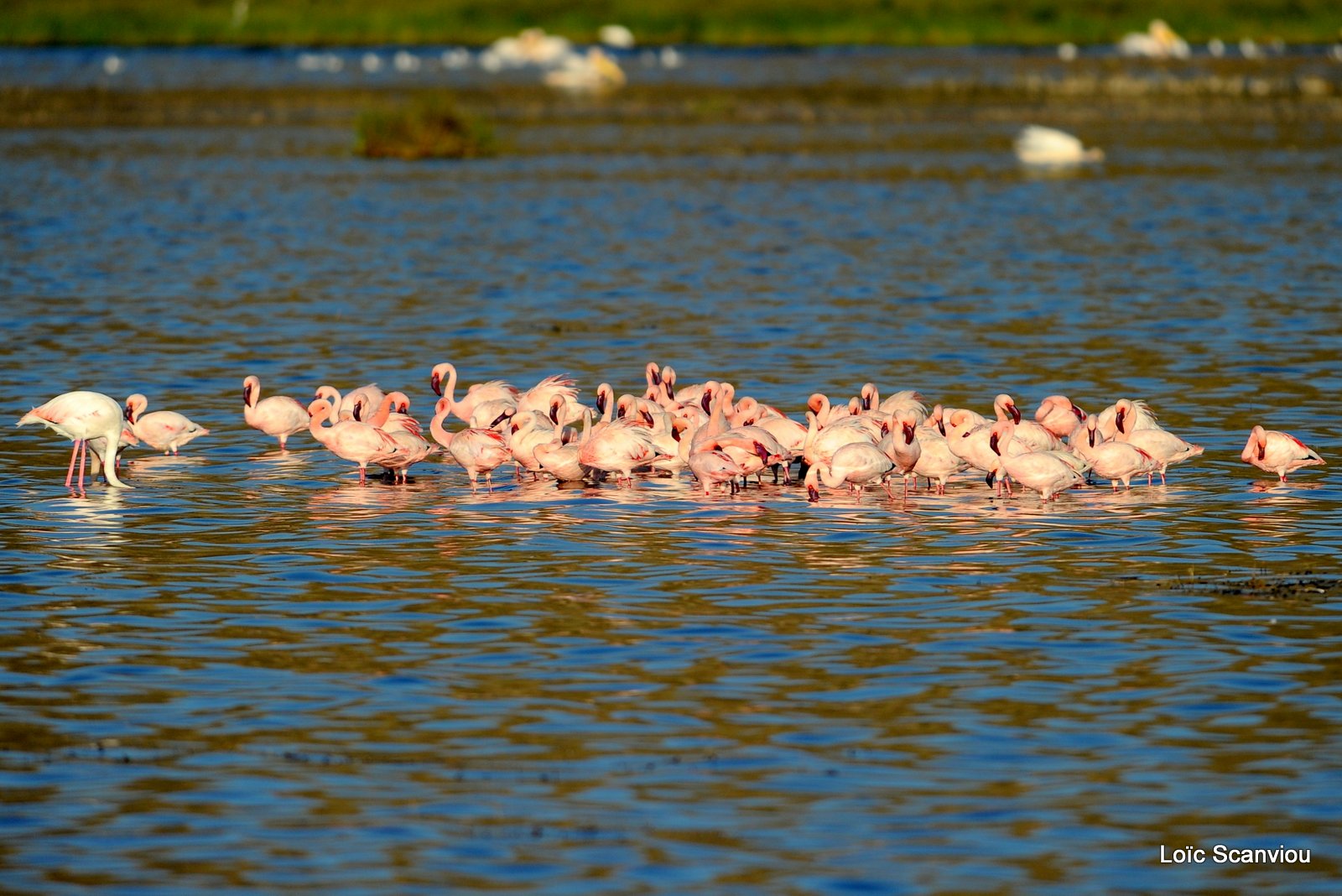 Flamants roses/Flamingoes (7)
