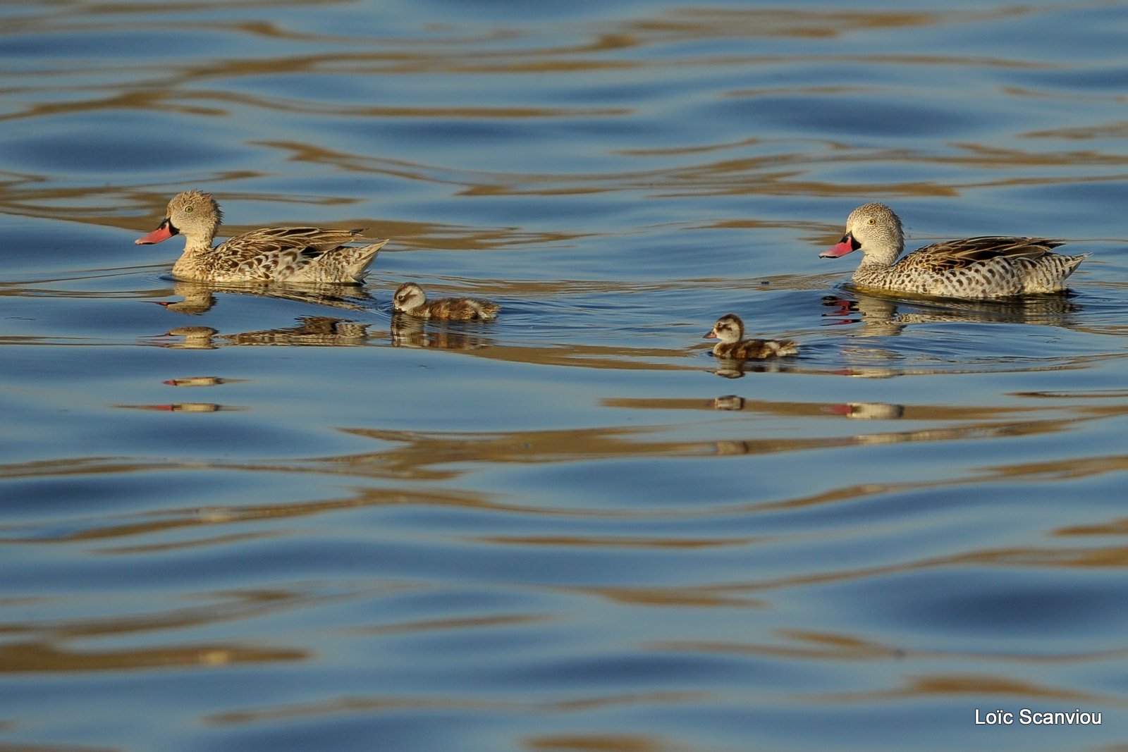 Canard du Cap/Cape Teal (1)