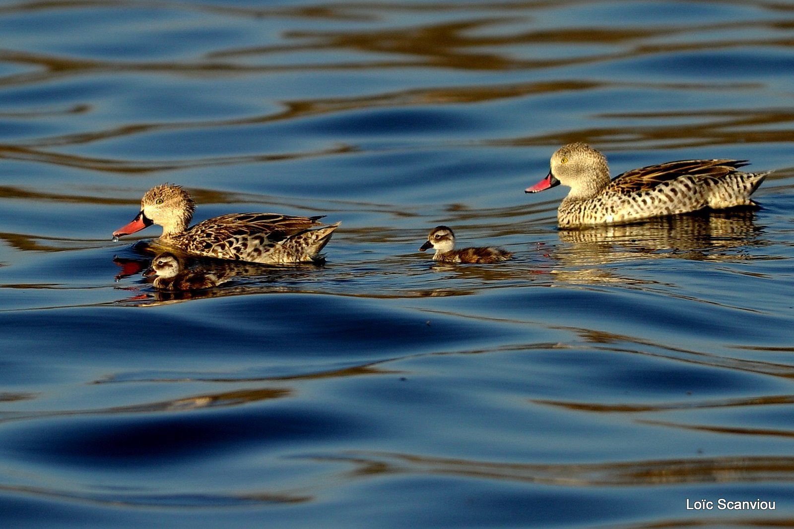Canard du Cap/Cape Teal (2)