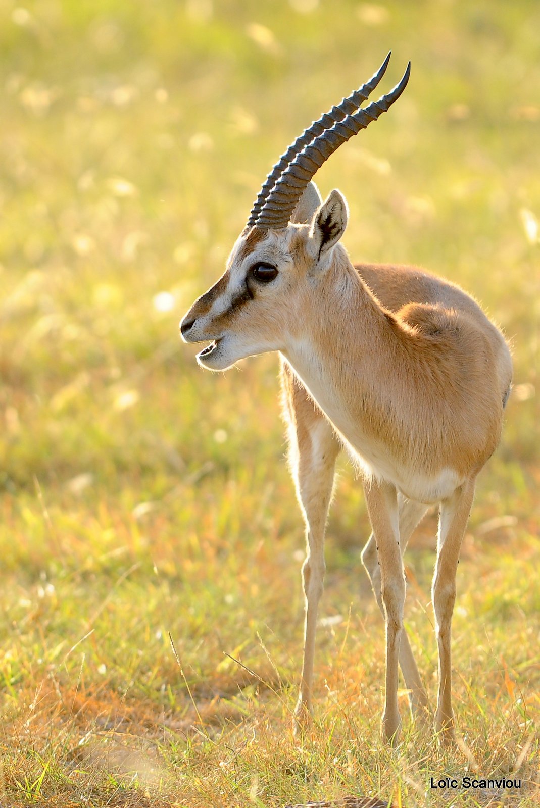 Gazelle de Grant/Grant's Gazelle (3)