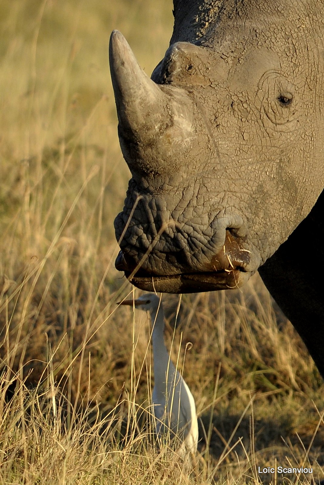 Lac Nakuru 2012 (174)