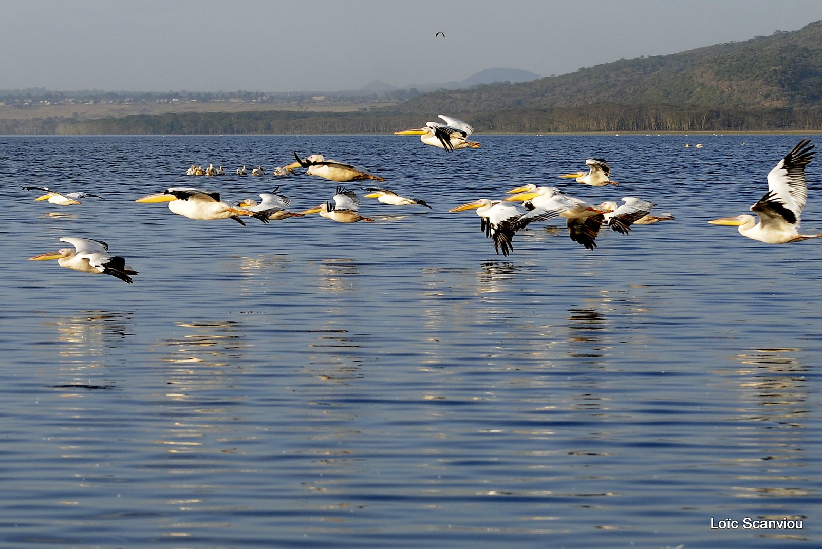 Pélican blanc/Great White Pelican (15)