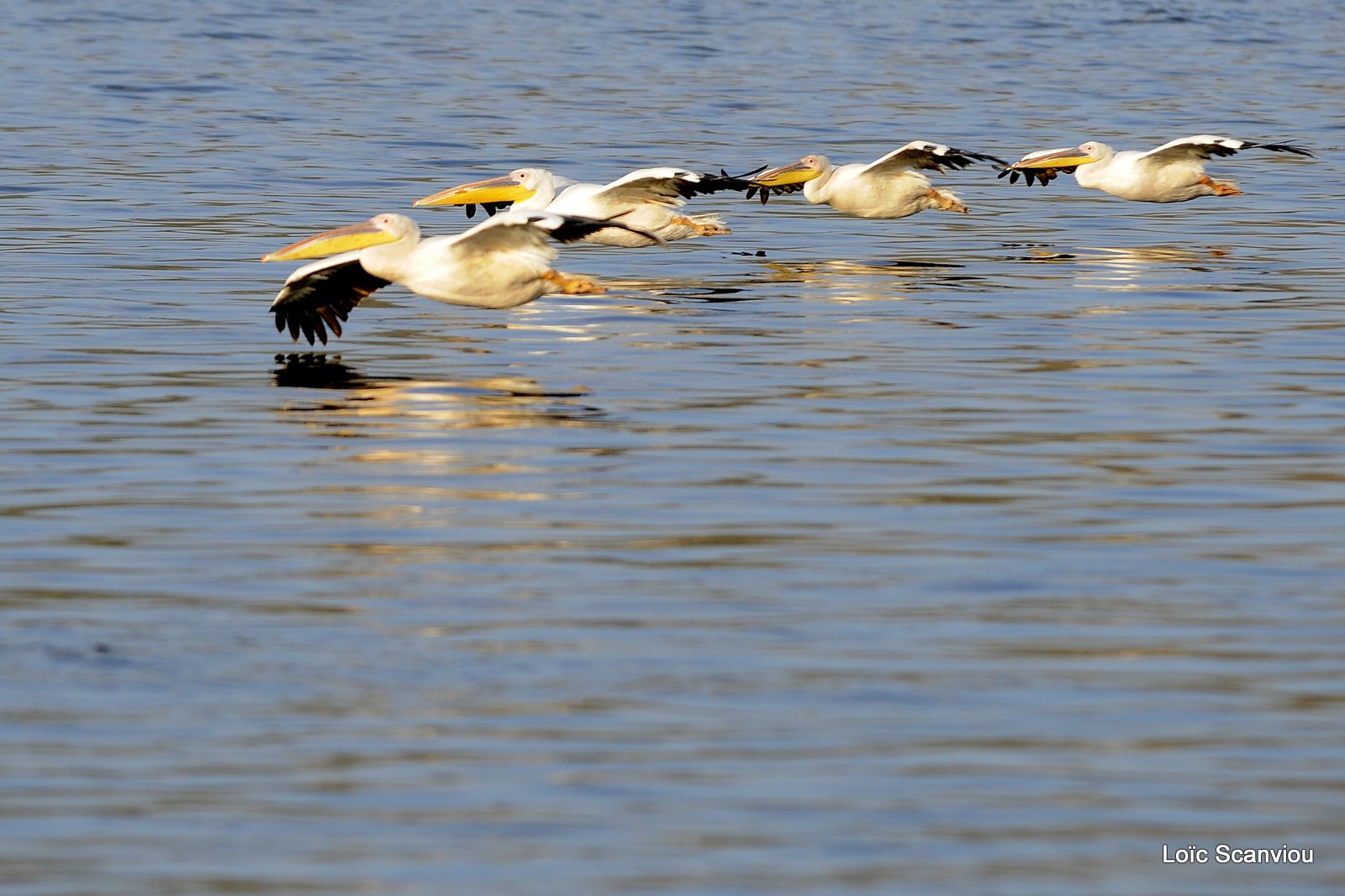 Pélican blanc/Great White Pelican (16)