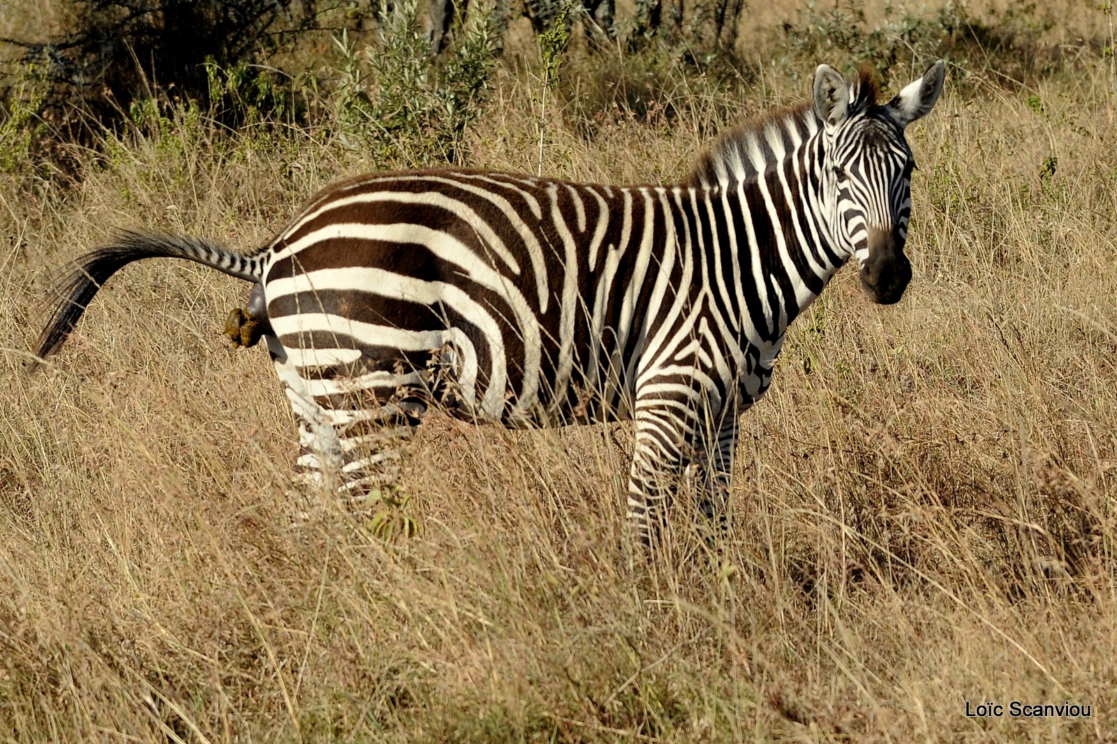 Zèbre/Zebra (21)