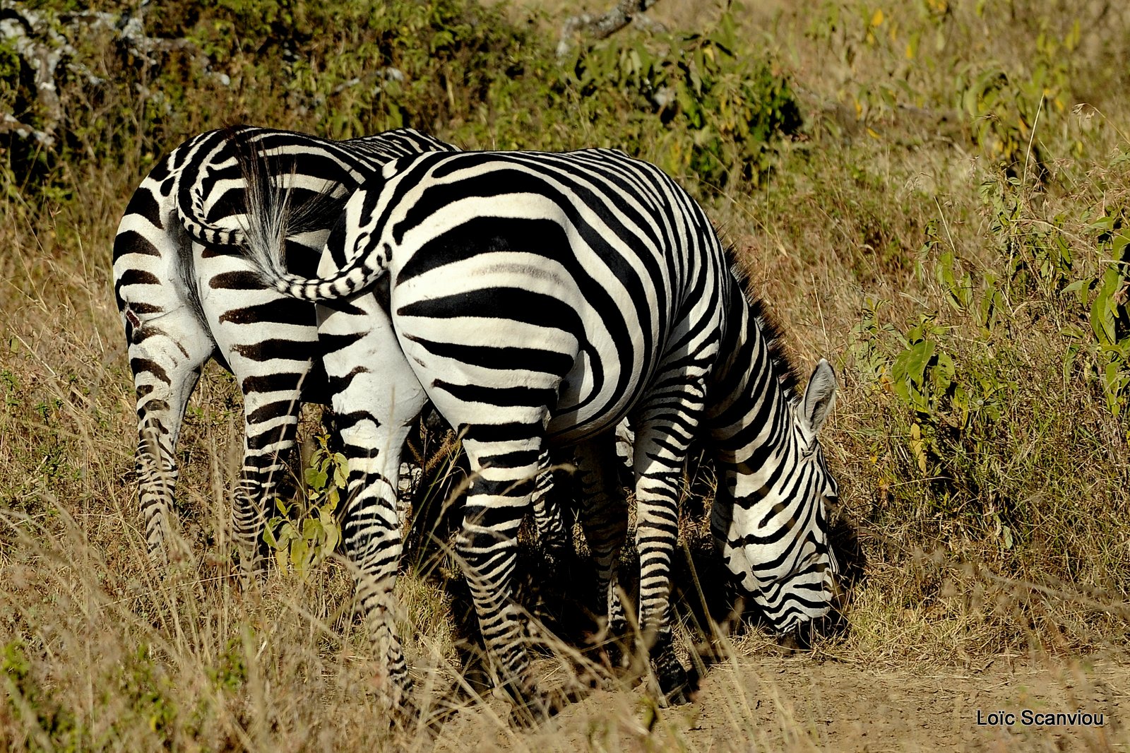 Zèbre/Zebra (22)