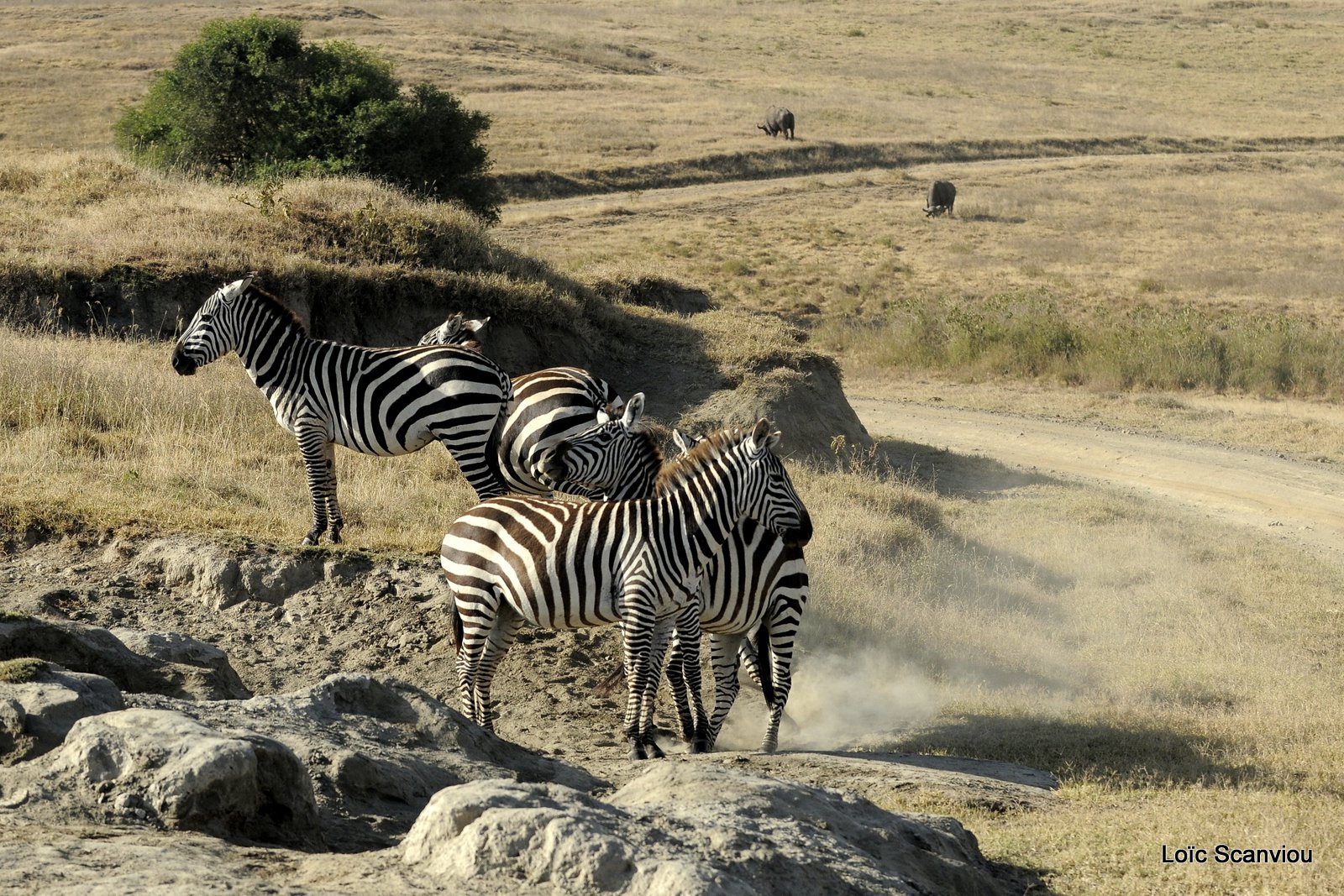 Zèbre/Zebra (23)