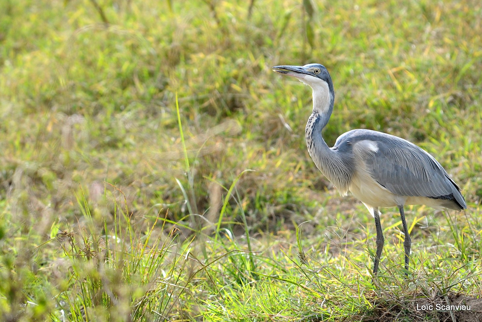 Héron cendré/Grey-headed Heron (1)