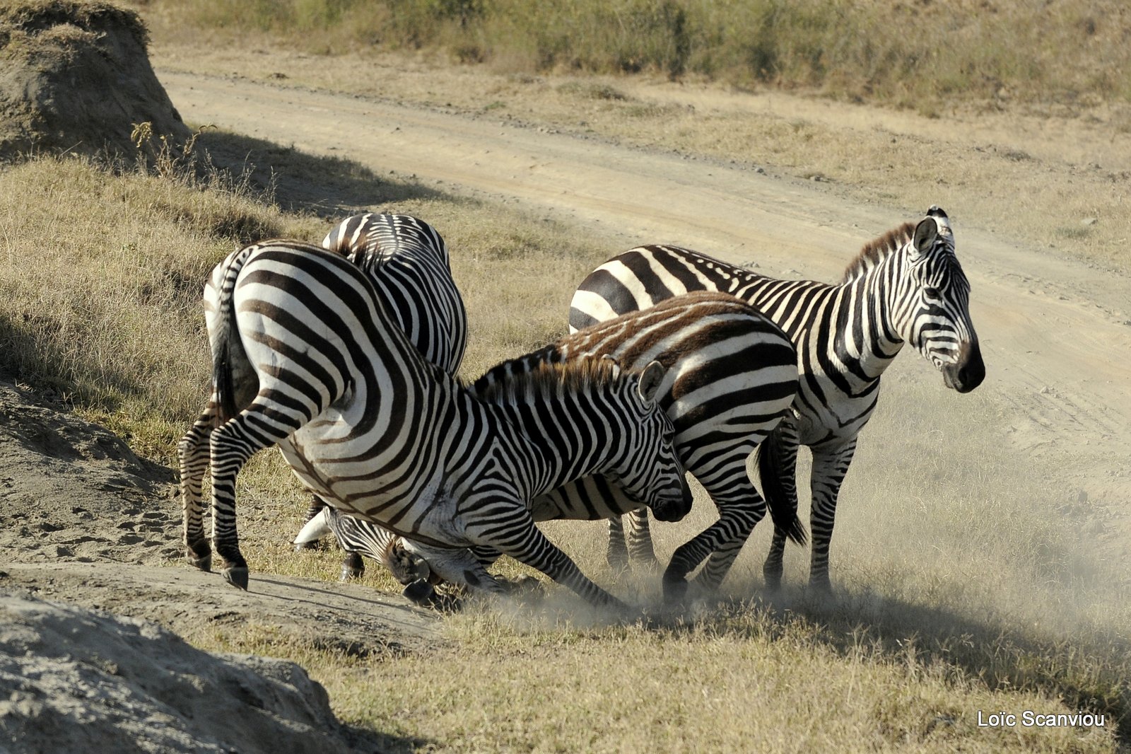 Zèbre/Zebra (24)