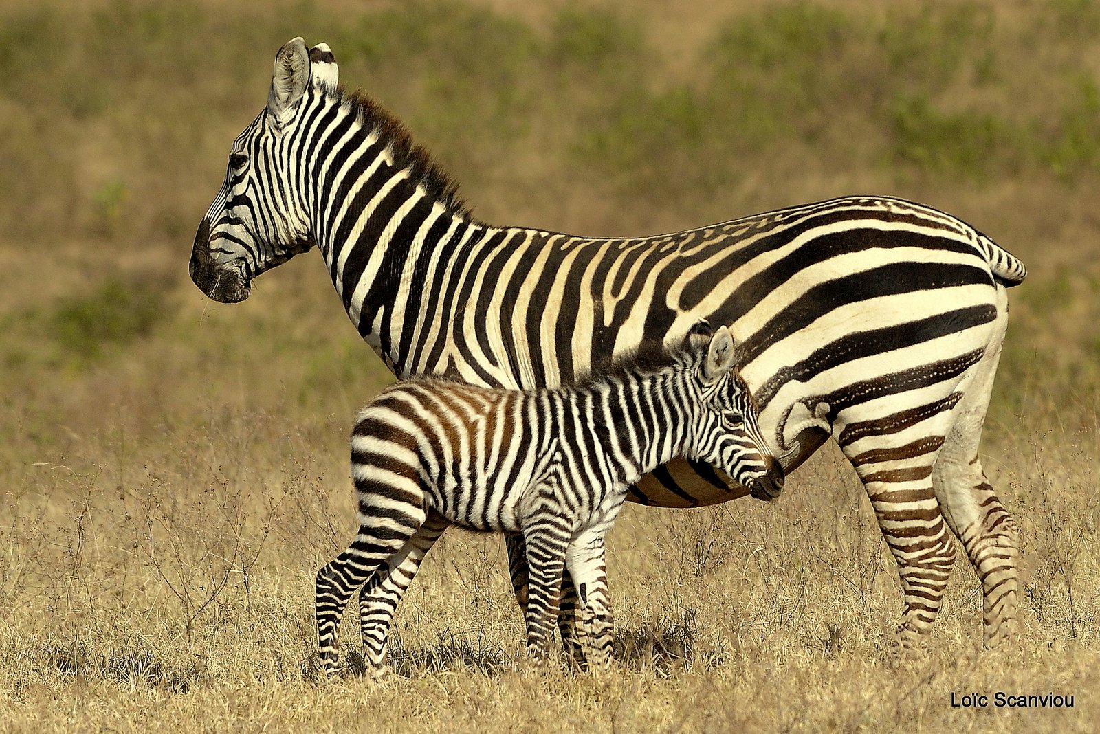 Zèbre/Zebra (25)