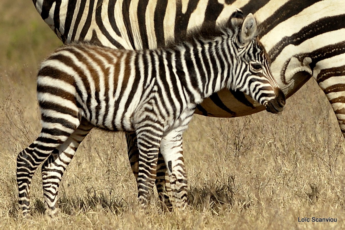 Zèbre/Zebra (26)