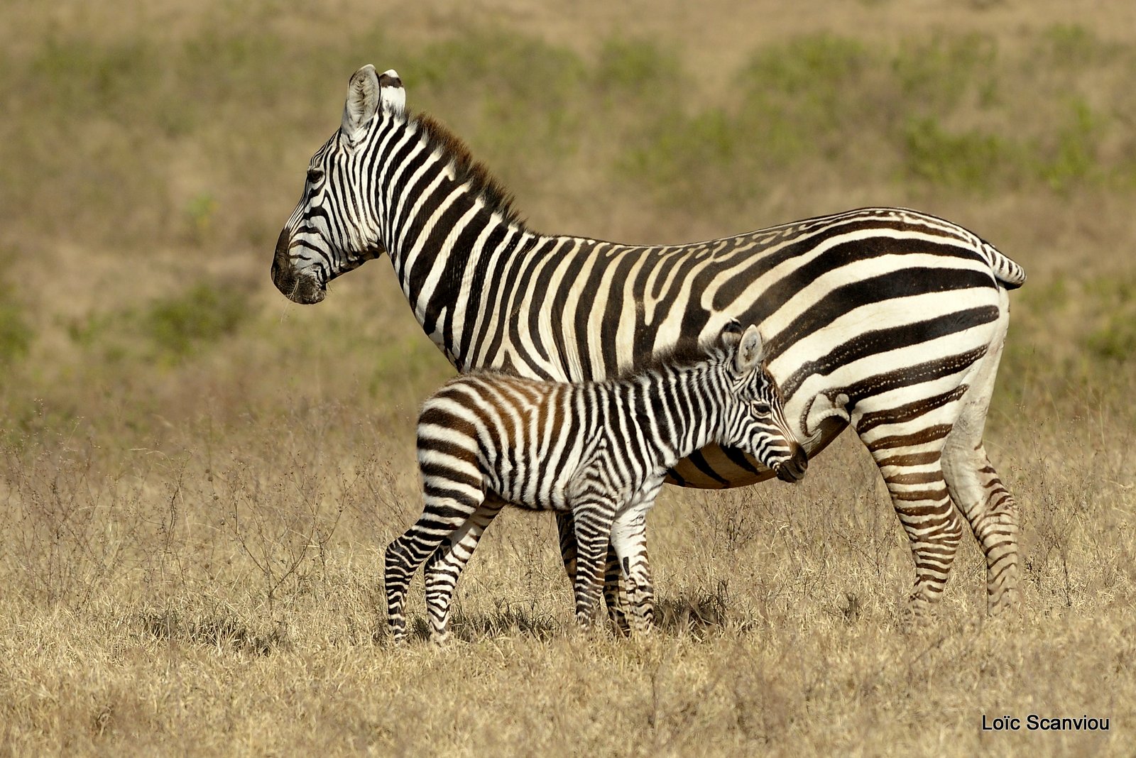 Zèbre/Zebra (27)