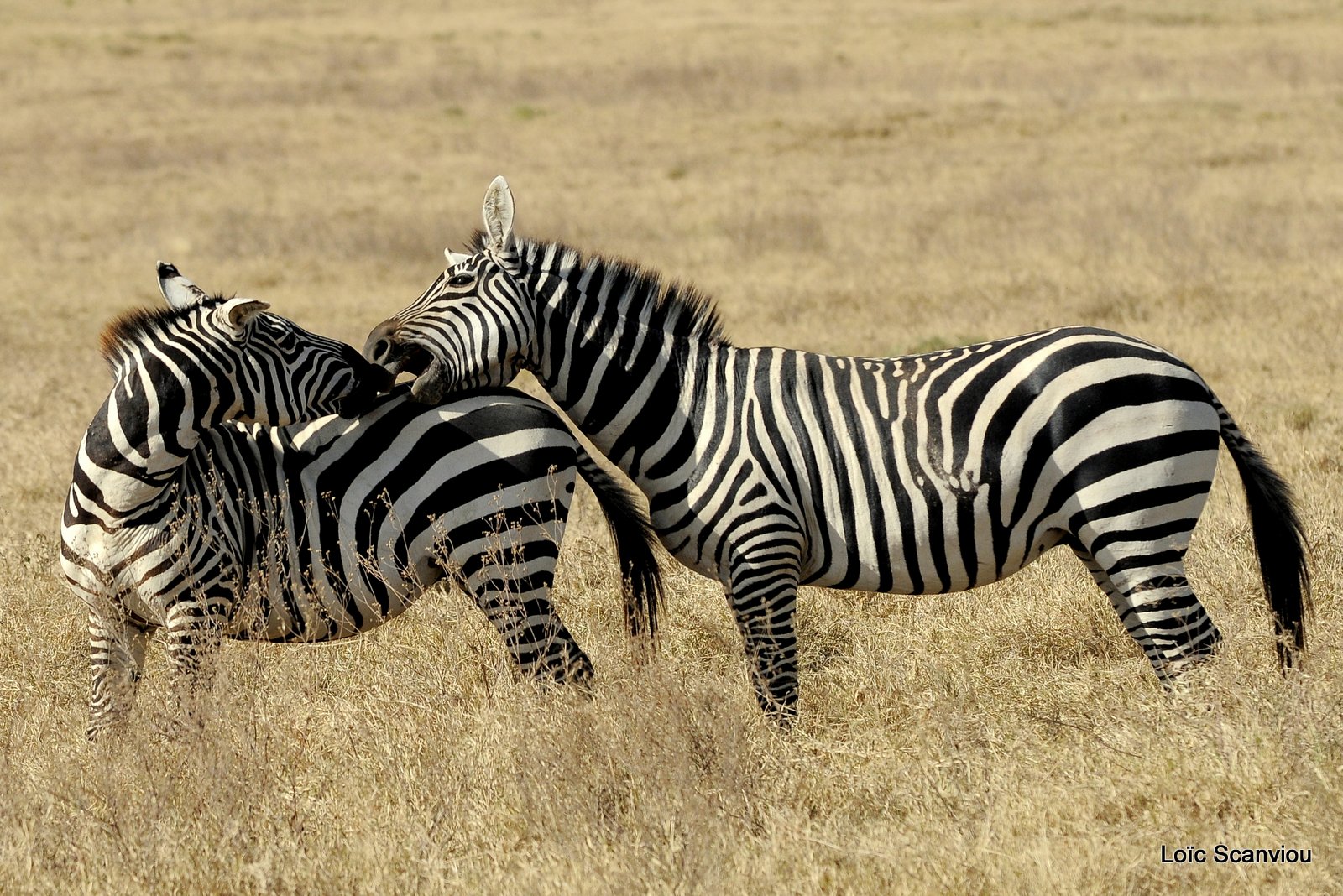 Zèbre/Zebra (28)