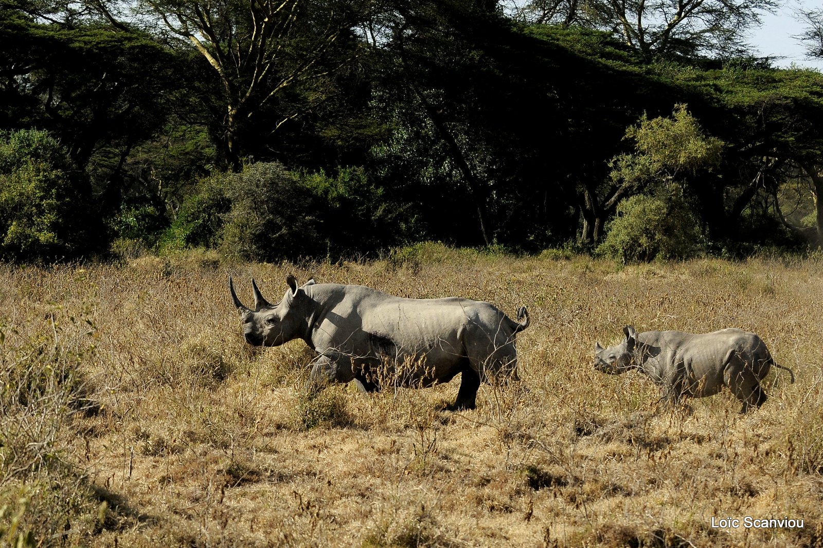 Rhinocéros noir/Black Rhino (14)