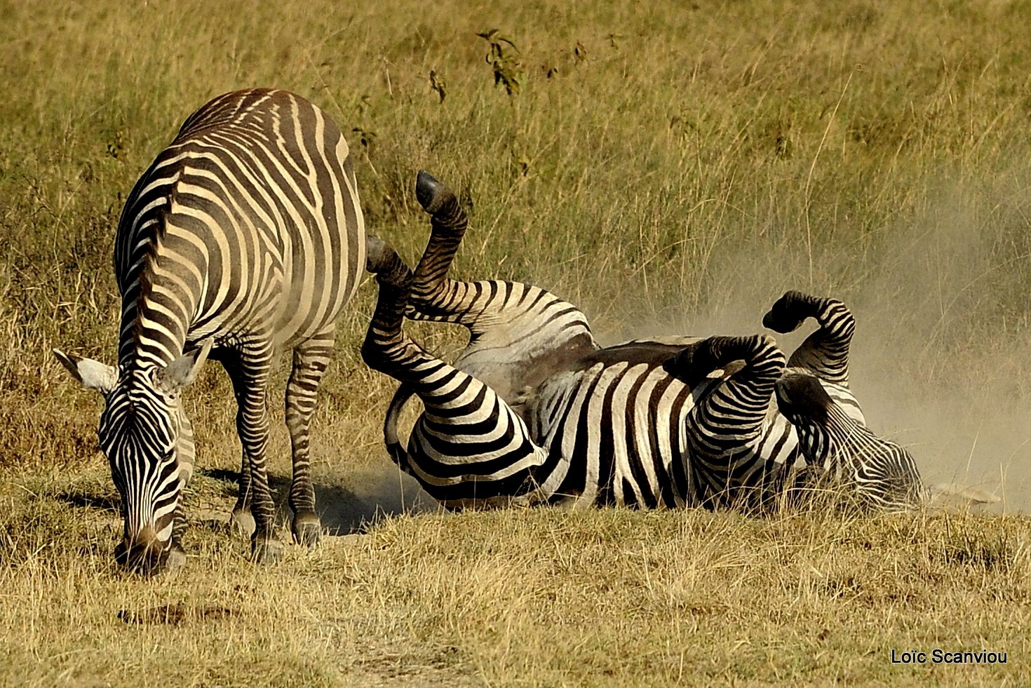 Zèbre/Zebra (29)