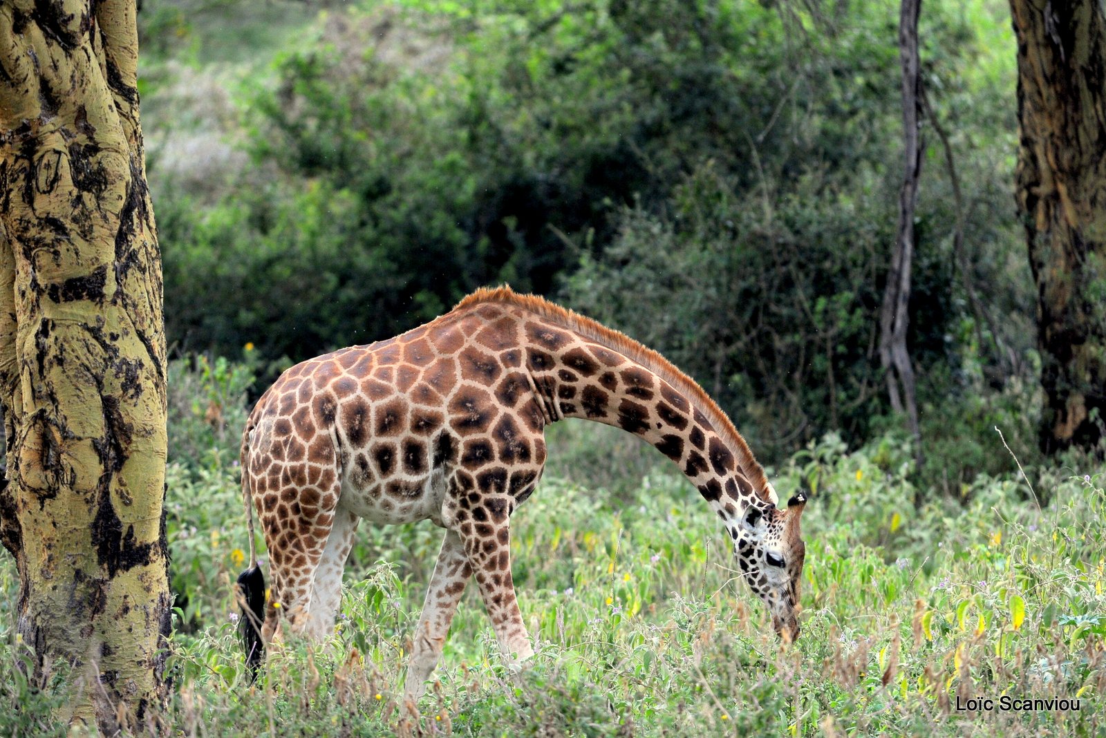 Girafe/Giraffe (1)