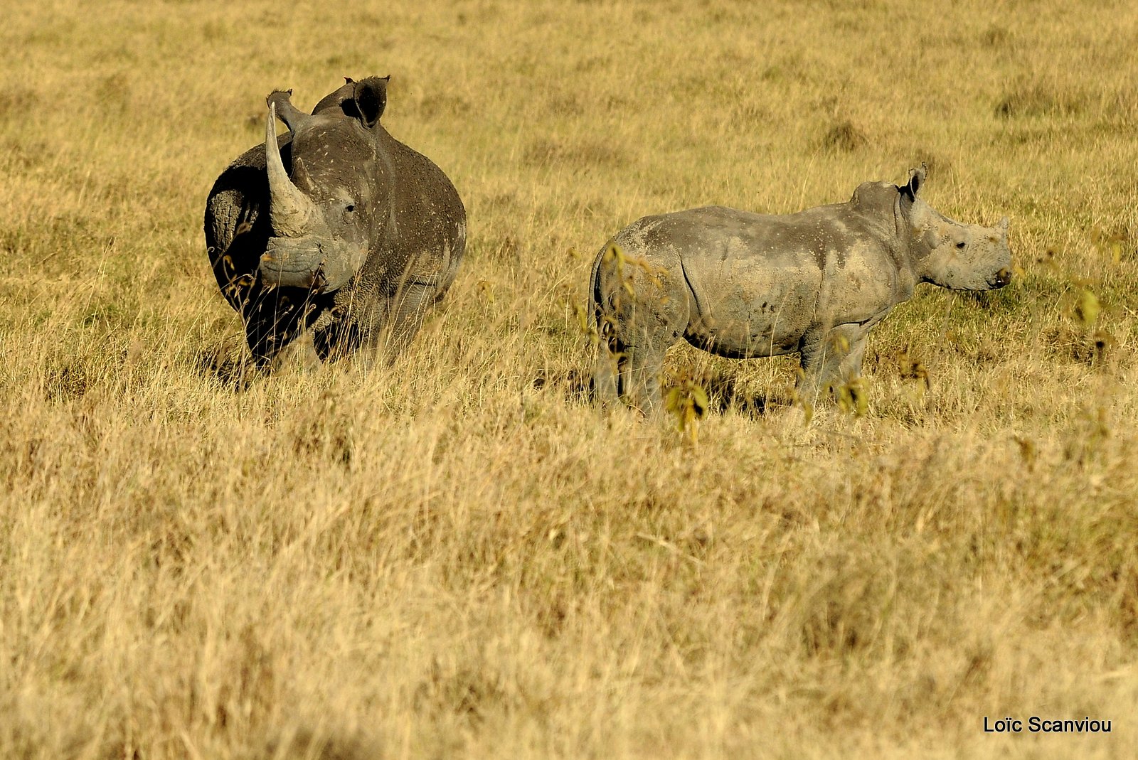 Rhinocéros blanc/White Rhino (27)