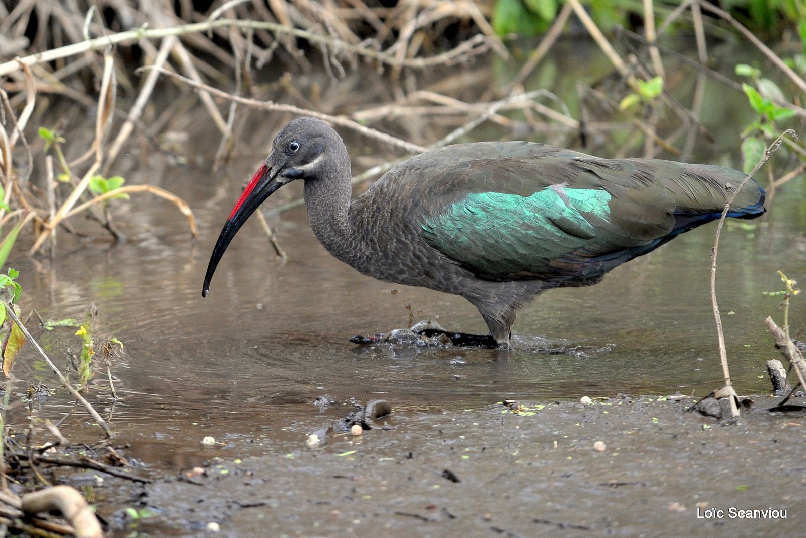 Ibis hagedash/Hadeda Ibis (1)