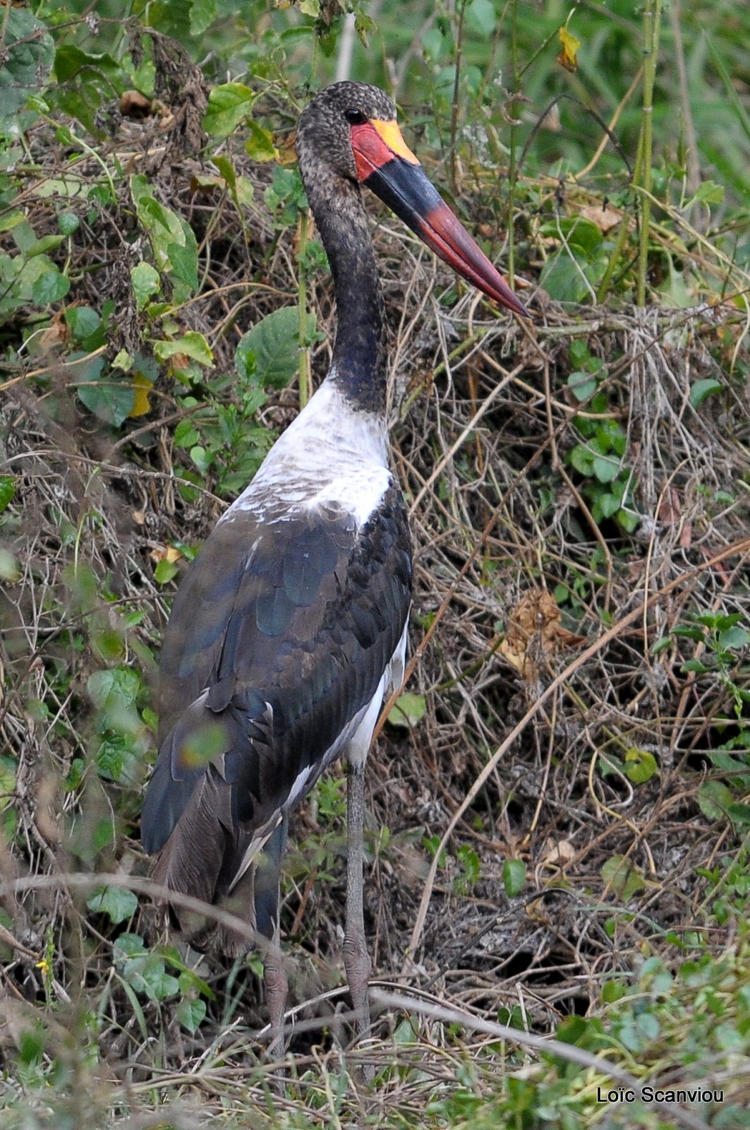 Jabiru d'Afrique/Saddle-billed Stork (1)