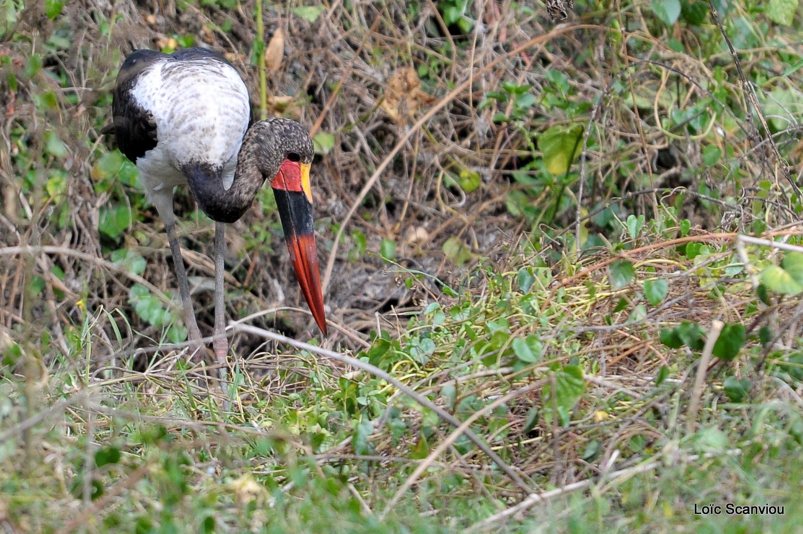 Jabiru d'Afrique/Saddle-billed Stork (2)