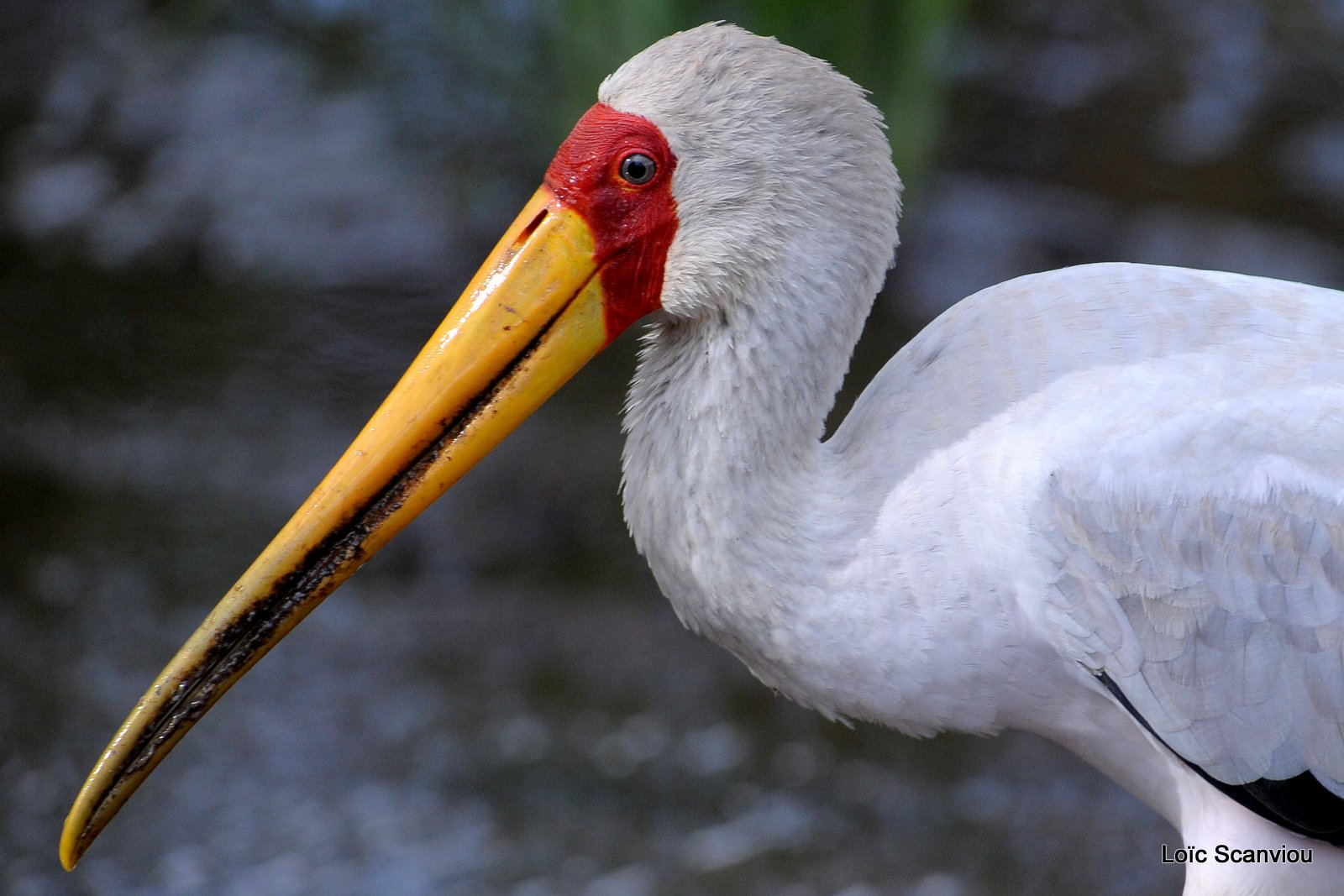 Tantale ibis/Yellow-billed Stork (1)