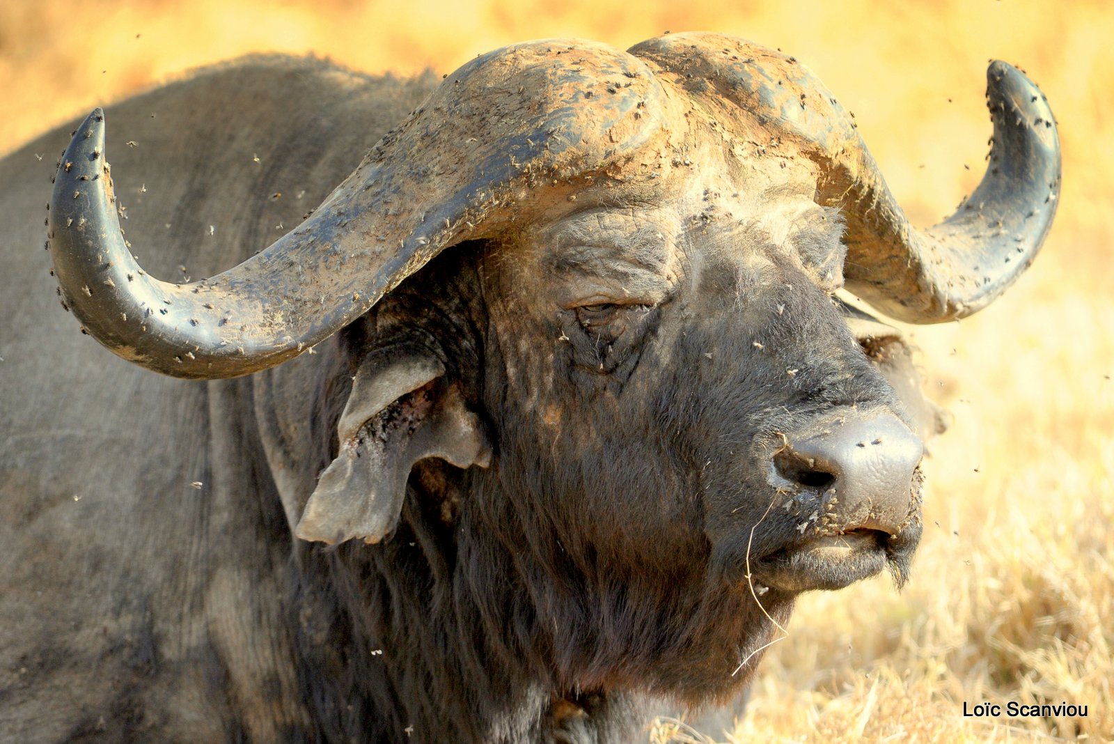 Buffle du Cap/Cape Buffalo (3)