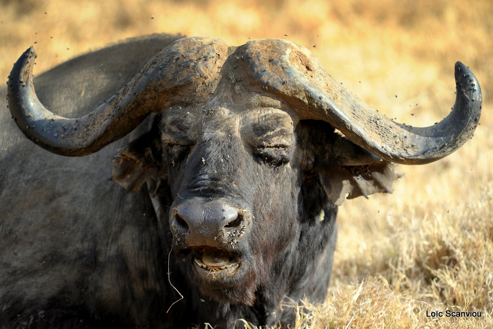 Buffle du Cap/Cape Buffalo (5)
