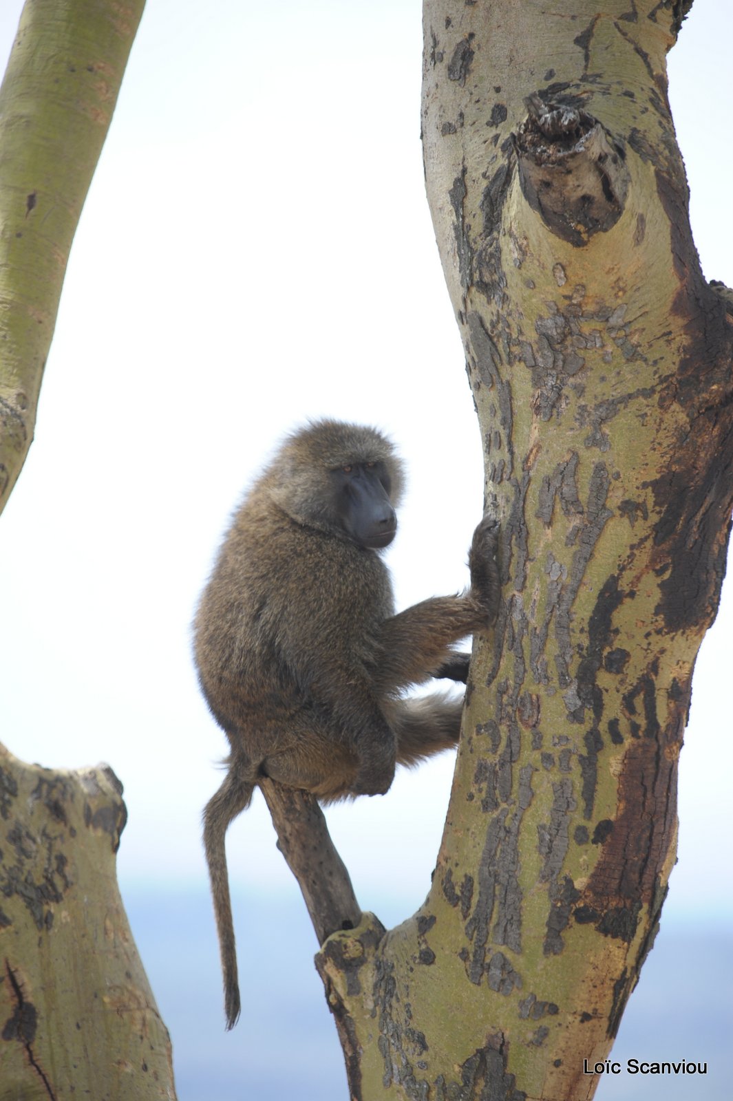 Babouin/Baboon (1)