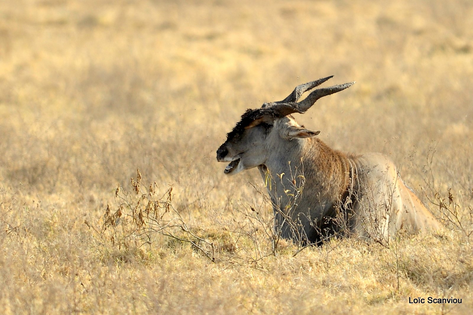 Eland du Cap/Cape Eland (1)