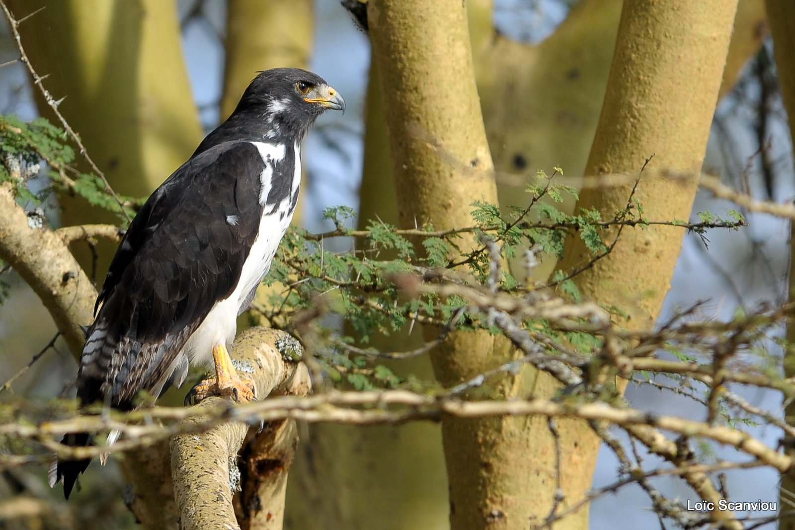 Buse augure/Augure Buzzard (1)