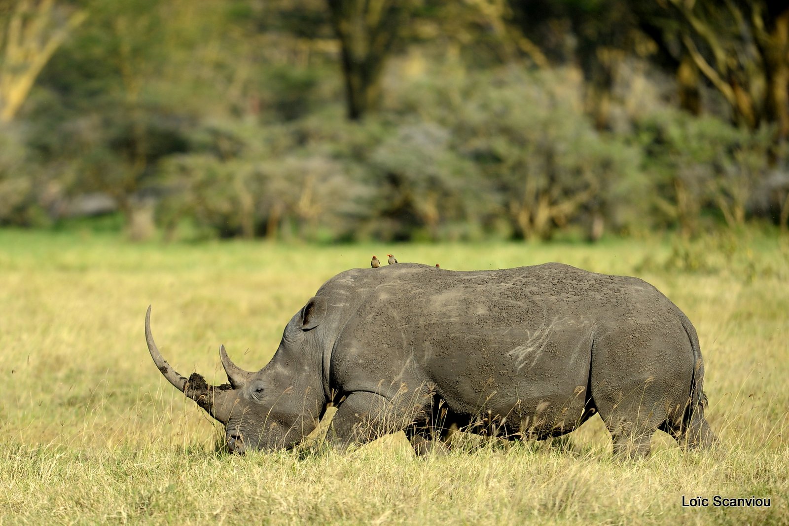 Rhinocéros blanc/White Rhino (1)