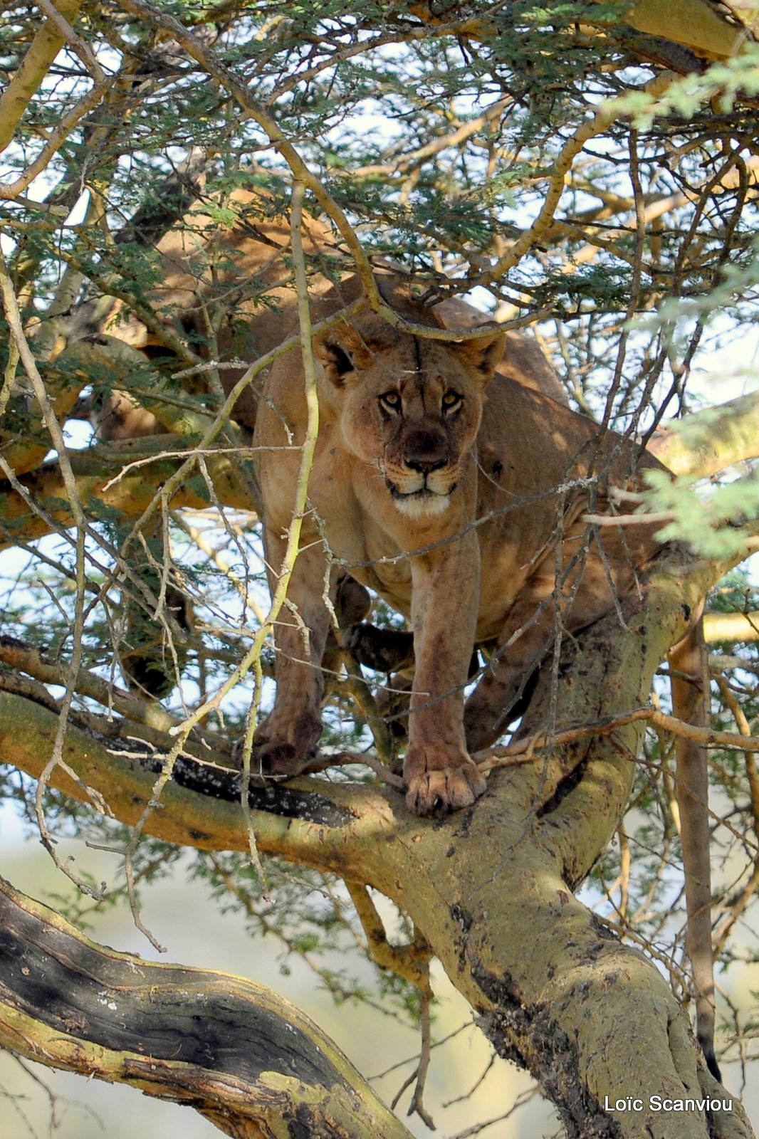 Lion (2)