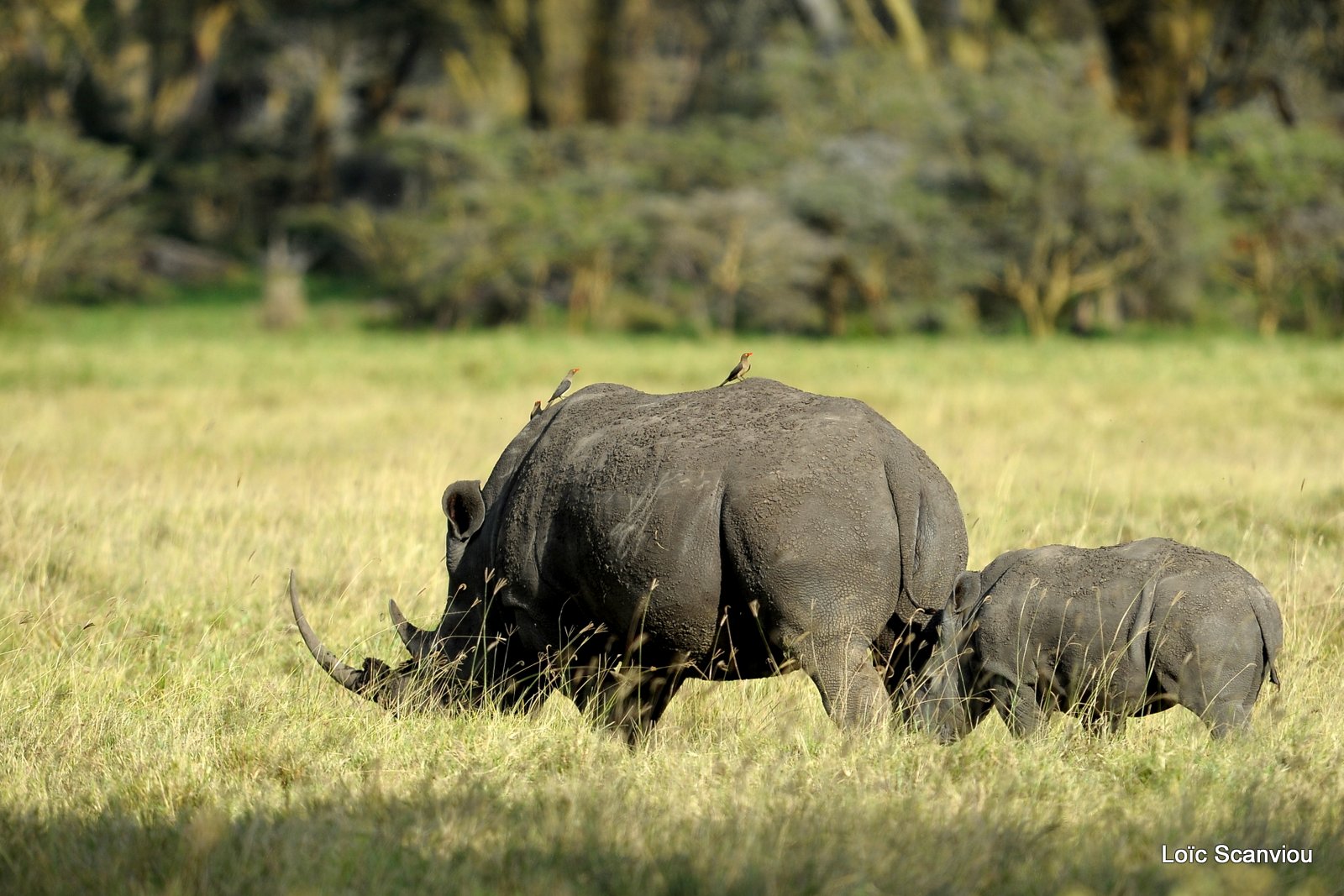 Rhinocéros blanc/White Rhino (2)